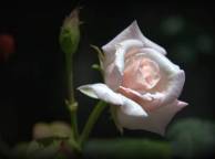Девушка Розы роза, цветок, макро обои рабочий стол