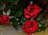 Девушка Розы цветы, розы, вода, капли обои рабочий стол