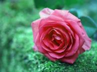 Девушка Розы цветок, роза, природа обои рабочий стол