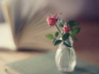 Девушка Розы книга, ваза, розовые, розы, букет, фокус обои рабочий стол