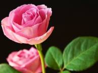 Девушка Розы цветы, розы, розовые, черный фон обои рабочий стол