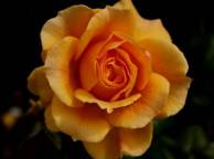 Девушка Розы оранжевая, цветок, роза, темный фон обои рабочий стол