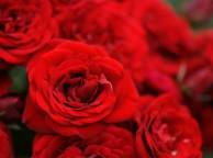 Девушка Розы букет, красные, цветы, розы обои рабочий стол