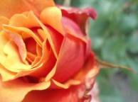 Девушка Розы Роза, макро, цветы, оранжевая обои рабочий стол