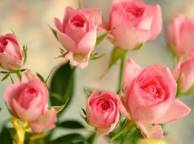 Девушка Розы розы, бутоны, розовые, цветы обои рабочий стол