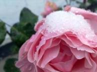 Девушка Розы природа, цветы, зима, снег, розы обои рабочий стол