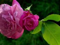 Девушка Розы розы, лепестки, листья, капли, роса обои рабочий стол