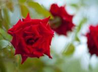 Девушка Розы красное, роза, цветок обои рабочий стол