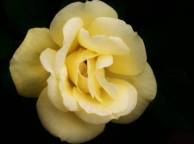 Девушка Розы роза, макро, цветок, желтая обои рабочий стол