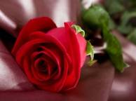 Девушка Розы цветы, цветок, роза, красная, ткань, бутон обои рабочий стол