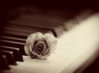 Девушка Розы роза, пианино, фон обои рабочий стол