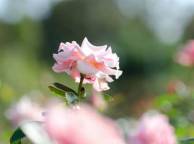 Девушка Розы розовая, фокус, кусты, поле, роза обои рабочий стол
