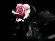 Девушка Розы цветы, роза, розовая обои рабочий стол