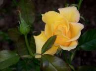 Девушка Розы жёлтая роза, бутон, листья обои рабочий стол