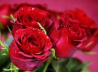 Девушка Розы цветы, розы, красные, букет обои рабочий стол