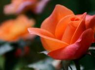 Девушка Розы цветок, макро, роза, оранжевая, фокус, размытость обои рабочий стол