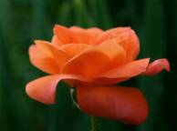 Девушка Розы зелень, роза, цветок, оранжевая обои рабочий стол
