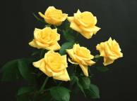 Девушка Розы желтые розы, черный фон, цветы обои рабочий стол