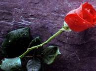 Девушка Розы Стена, роза, бутон, липестки, листья, шипы обои рабочий стол