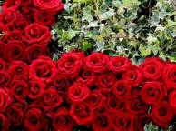 Девушка Розы листья, бутоны, розы обои рабочий стол