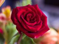 Девушка Розы роза, цветок, флора обои рабочий стол