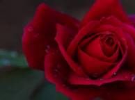 Девушка Розы роза, макро, цветок, яркая обои рабочий стол