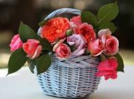 Девушка Розы корзинка, розы, листья, цветы обои рабочий стол