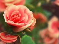 Девушка Розы цветы, роза, лепестки, капли обои рабочий стол