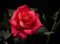 Девушка Розы роза, черный фон, цветы обои рабочий стол