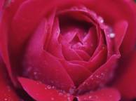 Девушка Розы цветок, роза, макро, розовая обои рабочий стол