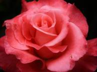 Девушка Розы цветок, роза, розовая, макро, лепестки обои рабочий стол