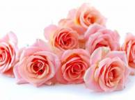 Девушка Розы цветы, цветок, красивые, розы, букет обои рабочий стол