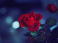 Девушка Розы роза, листья, макро обои рабочий стол