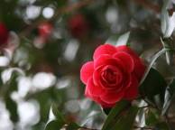 Девушка Розы красная, листья, роза, цветок обои рабочий стол