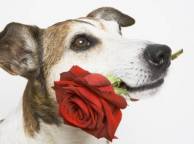 Девушка Розы собака, роза обои рабочий стол