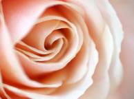 Девушка Розы цветок, роза, нежная, кремовая обои рабочий стол