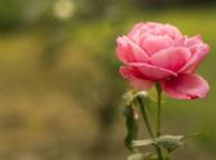 Девушка Розы цветок, розовая, фокус, зелень, роза обои рабочий стол