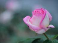 Девушка Розы роза, розовая, природа, фокус, цветок обои рабочий стол