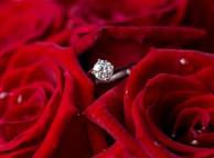 Девушка Розы цветы, розы, кольцо, красные, бриллиант обои рабочий стол