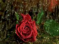 Девушка Розы роза, бутон, дождь, макро, капли обои рабочий стол
