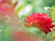Девушка Розы розы, красные, лепестки, бутоны, листья, цветы обои рабочий стол