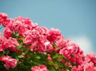 Девушка Розы розы, кустарник, цветы обои рабочий стол