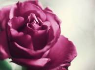 Девушка Розы роза, фон, розовая, лепестки, цветок обои рабочий стол