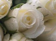 Девушка Розы розы, белые, капли, макро, цветы обои рабочий стол