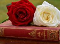 Девушка Розы розы, книга, бутоны обои рабочий стол