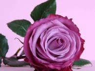 Девушка Розы Роза, Фиолетовый, Цветы обои рабочий стол