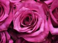 Девушка Розы розы, цветы, макро обои рабочий стол