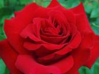 Девушка Розы роза, цветок, листья обои рабочий стол