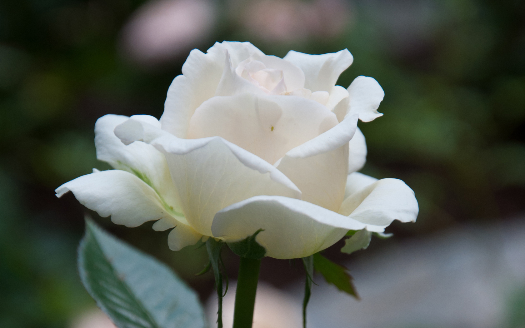 Цветы Розы белая, цветок, роза, макро картинка, обои рабочий стол