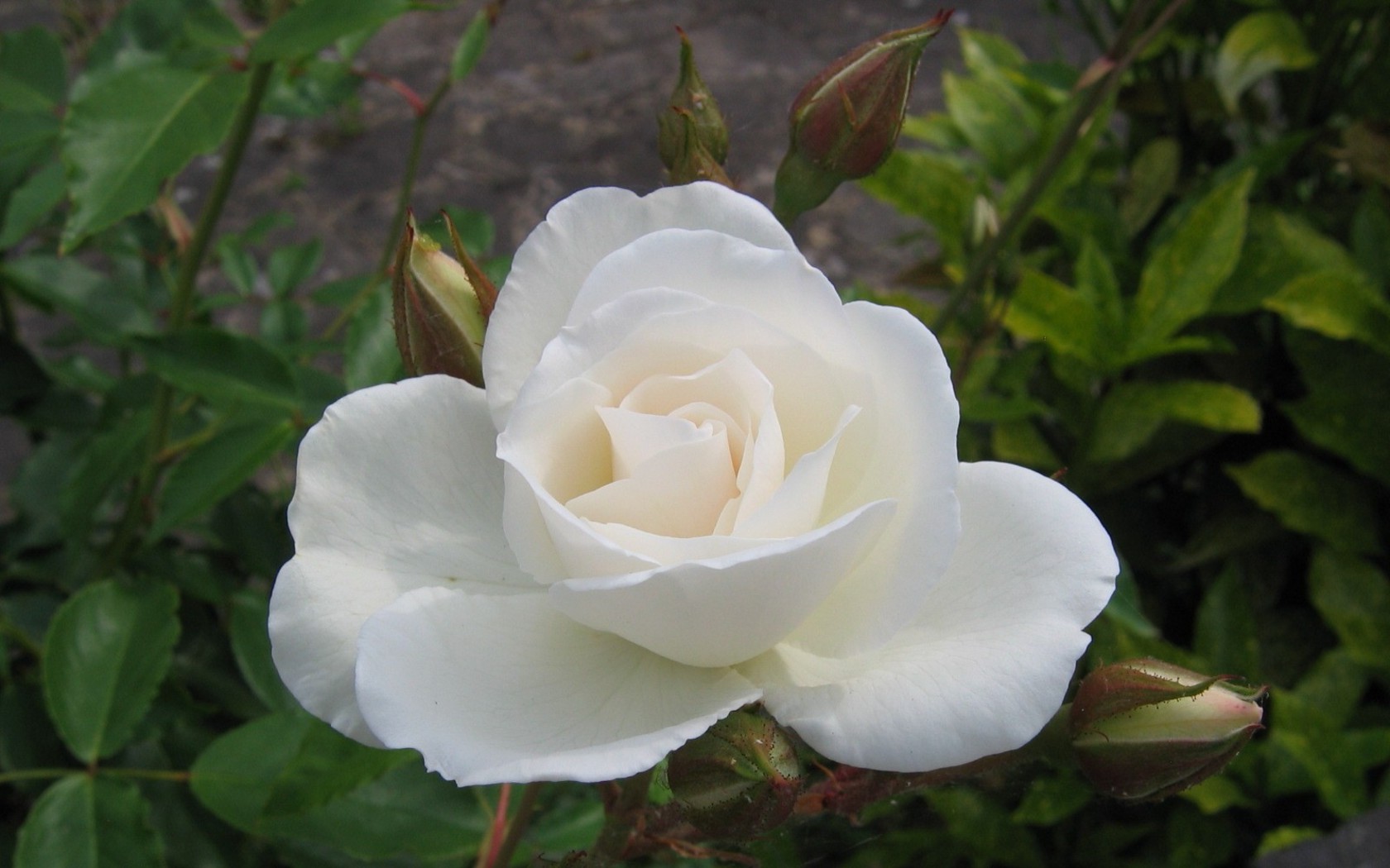 Цветы Розы роза, белая, цветок картинка, обои рабочий стол